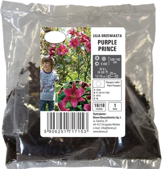 Cebula kwiatowa Lilia drzewiasta Purple Prince szt widok 1