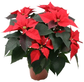 Zdjęcie produktu - Kwiat Gwiazda betlejemska don 15cm szt