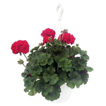 Kwiat Pelargonia w wiszącej doniczce 21cm szt. widok 1