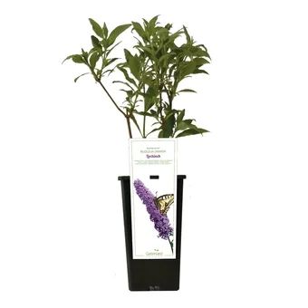 Krzew ozdobne Budleja doniczka C2 szt widok główny 