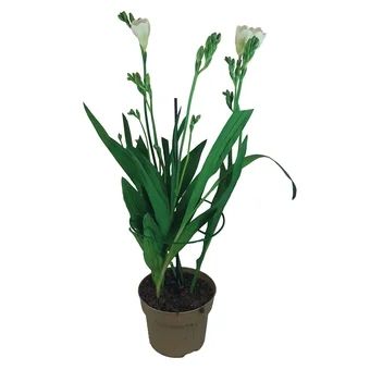 Kwiat Frezja don 13cm szt. widok 1