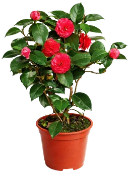 Kwiat Camelia don 13cm szt widok główny 