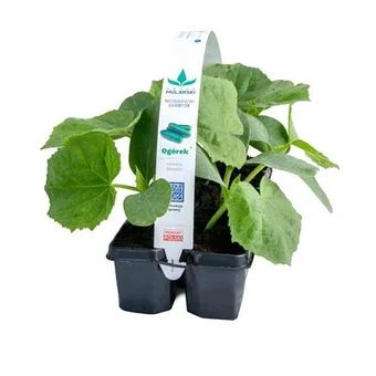 Rozsada Ogórek gruntowy 10-pak szt widok 1