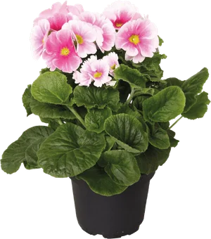 Kwiat Prymula obconica don 12cm szt widok główny 