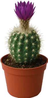 Zdjęcie produktu - Kwiat Kaktus kwitnący don 5,5cm szt