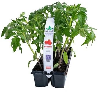 Rozsada Pomidor gruntowy 10-pak szt widok 1