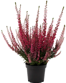 Zdjęcie produktu - Kwiat Wrzos Garden Girls don 9cm szt