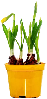 Kwiat Narcyz don 8,5cm szt widok główny 