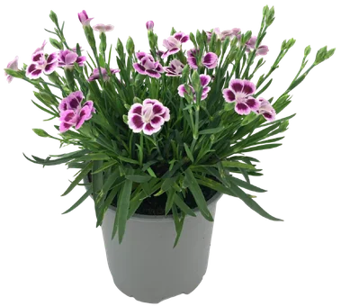 Kwiat Goździk don 12cm szt widok 1