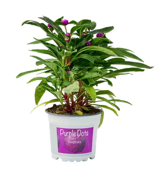 Zdjęcie produktu - Kwiat Gomphrena don 12cm szt