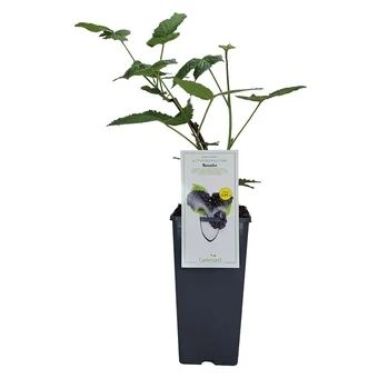 Krzew owocowy Jeżyna bezkolcowa doniczka C2 szt widok 1