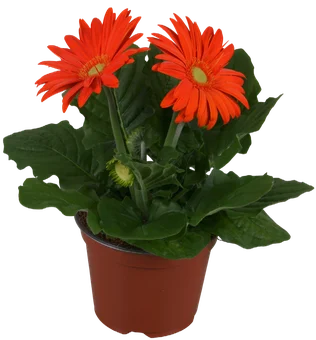 Kwiat Gerbera don 12cm szt widok główny