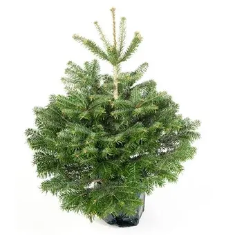 Jodła z systemem korzeniowym od 80cm szt widok 1