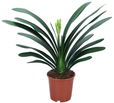 Kwiat Clivia don 13cm szt widok główny