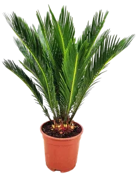 Kwiat Cykas don 17cm szt. widok główny 