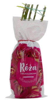 Krzew Róża dwukolorowa Kronenburg balot szt. widok 1