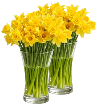 Kwiat bukiet żonkil 20szt widok 1