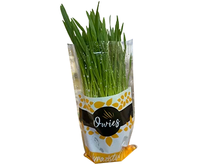 Owies doniczka szt widok 1