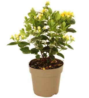 Zdjęcie produktu - Kwiat Hypericum don 13cm szt