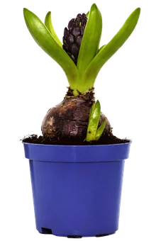 Kwiat Hiacynt don 8,5cm szt widok główny 