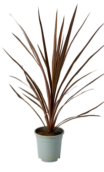 Zdjęcie produktu - Trawa Cordylina Red Star don 17cm szt
