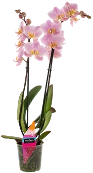 Kwiat Polski Storczyk 2-pędowy don 12cm szt widok główny