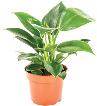 Kwiat Filodendron mix don 12cm szt widok główny 