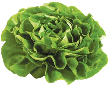 Sałata masłowa widok 1