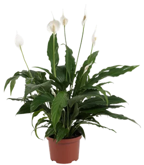 Kwiat Skrzydłokwiat don 17cm szt widok 1