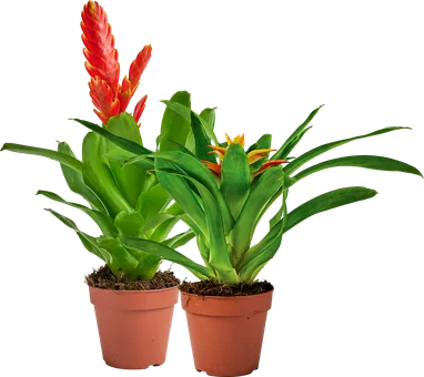 Zdjęcie produktu - Bromelia More Lips