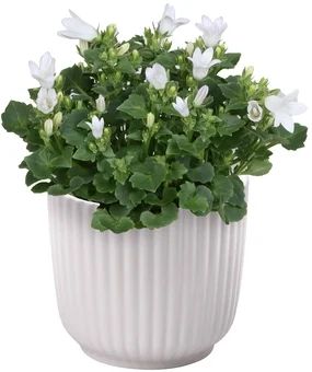 Kwiat Rośliny kwitnące w ceramice don 6cm szt widok 1