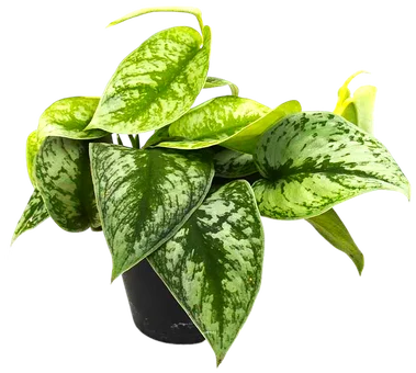 Kwiat Scindapsus don 10,5cm szt widok główny