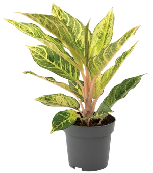 Zdjęcie produktu - Kwiat Aglaonema don 12cm szt