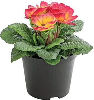 Kwiat Prymula sweety/Sirococco don 10,5cm szt widok główny