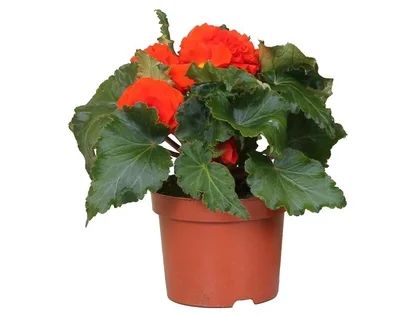 Kwiat Begonia bulwiasta don 10,5cm szt. widok główny