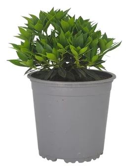 Zdjęcie produktu - Krzew Pieris don P13 szt