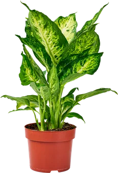 Zdjęcie produktu - Kwiat Dieffenbachia don 12cm szt