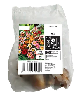 Cebula kwiatowa Sparaksis mix 10szt widok 1