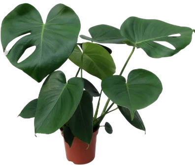 Zdjęcie produktu - Kwiat Monstera don 17cm szt