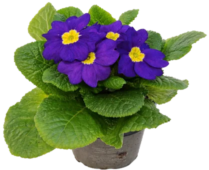 Kwiat Prymula acaulis don 10,5cm szt widok główny 