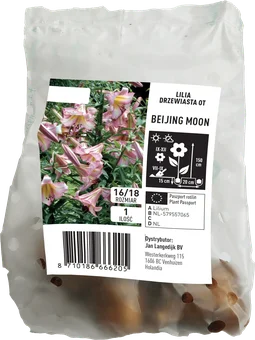 Cebula kwiatowa Lilia drzewiasta Beijing Moon szt widok 1