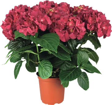 Zdjęcie produktu - Kwiat Hortensja don 14cm szt