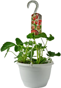 Zdjęcie produktu - Truskawka w wiszącej doniczce don 21cm szt