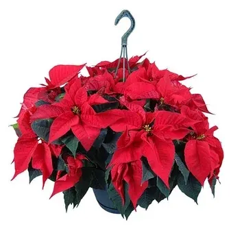 Kwiat Gwiazda Betlejemska w wiszącej don 23cm szt widok 1