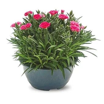 Kwiat Goździk misa don 19cm szt. widok 1