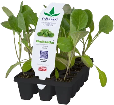 Rozsada Brukselka 10-pak szt widok 1