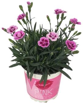 Kwiat Goździk Pink Kisses don 10,5cm szt. widok główny 