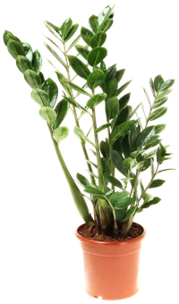 Kwiat Zamioculcas don 17cm szt widok główny