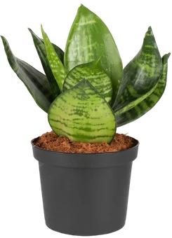 Zdjęcie produktu - Kwiat Sansevieria hahnii don 6cm szt