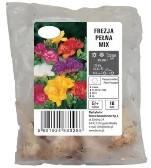 Cebula kwiatowa Frezja Pełna mix 10szt widok 1